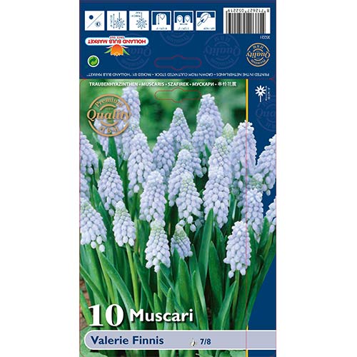 Hrušica (Muscari) Valerie Finnis slika 1 članek 67638