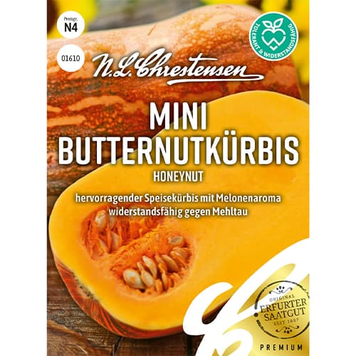 Muškatna buča Honeynut slika 1 članek 86061