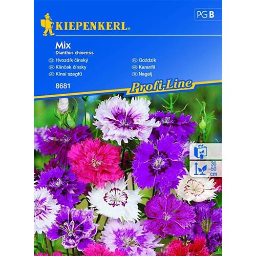 Nagelj, večbarvna mešanica slika 1 članek 96562