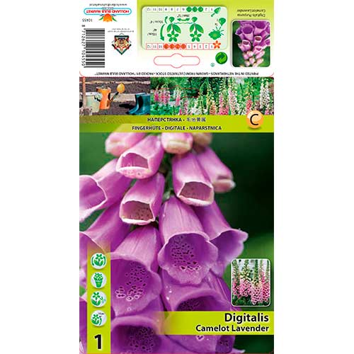 Naprstec (digitalis) Camellot Lavender slika 1 članek 76225