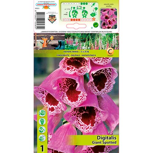 Naprstec (digitalis) Giant Spotted slika 1 članek 70384
