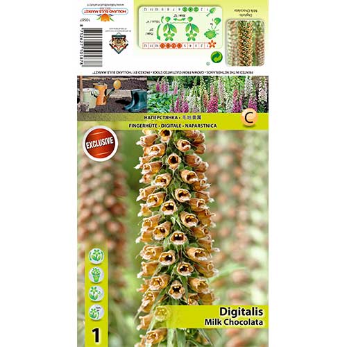 Naprstec (digitalis) Milk Chocolate slika 1 članek 70385