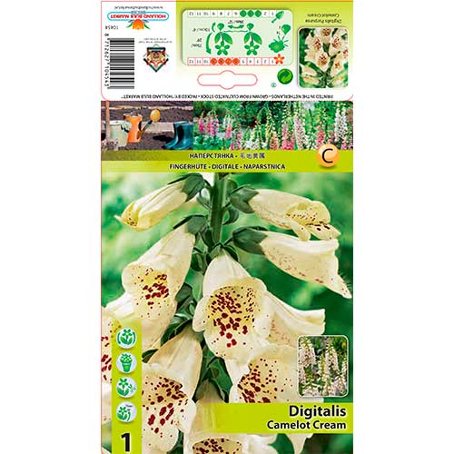 Naprstec (digitalis)Camelot Cream slika 1 članek 76226