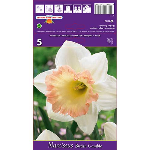 Narcisa velikocvetna British Gamble slika 1 članek 67642