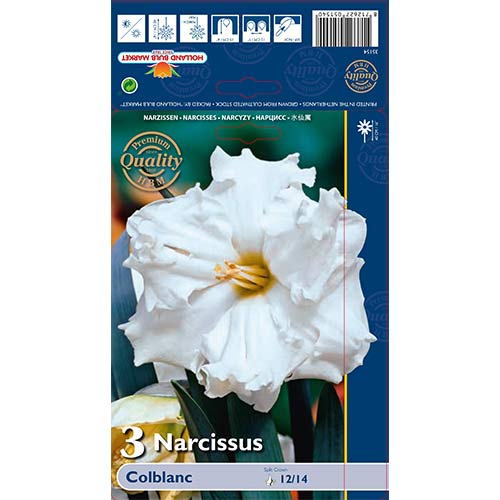 Narcis Colblanc slika 1 članek 67648