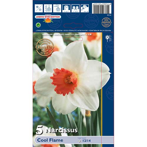 Narcis Cool Flame slika 1 članek 67650