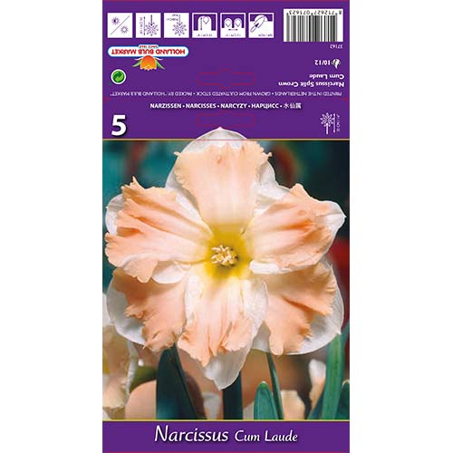 Narcis Cum Laude slika 1 članek 68098