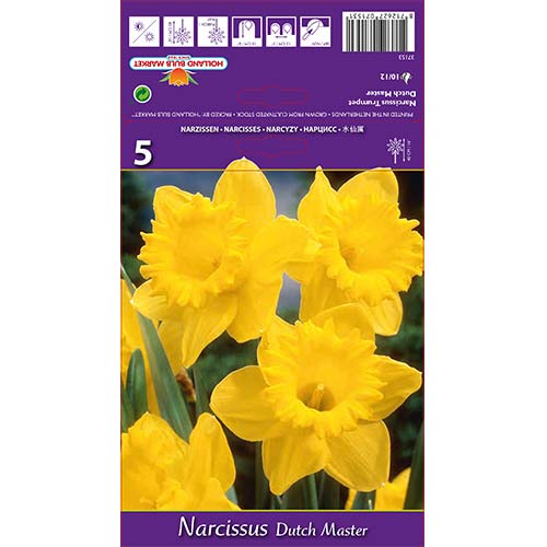 Narcisa velikocvetna Dutch Master slika 1 članek 67647