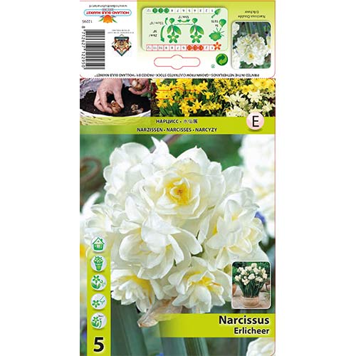 Narcisa Mini Ehrlicher slika 1 članek 70285