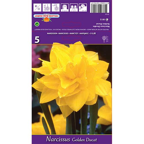 Narcis Golden Ducat slika 1 članek 68096
