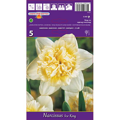 Narcisa frotirna Ice King slika 1 članek 67415