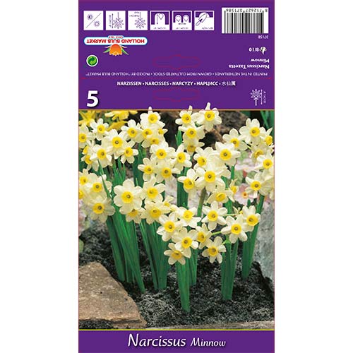 Narcisa mini Minnow slika 1 članek 67652