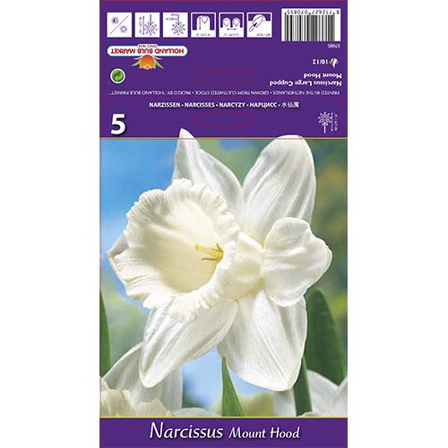 Narcisa Mount Hood slika 1 članek 70214