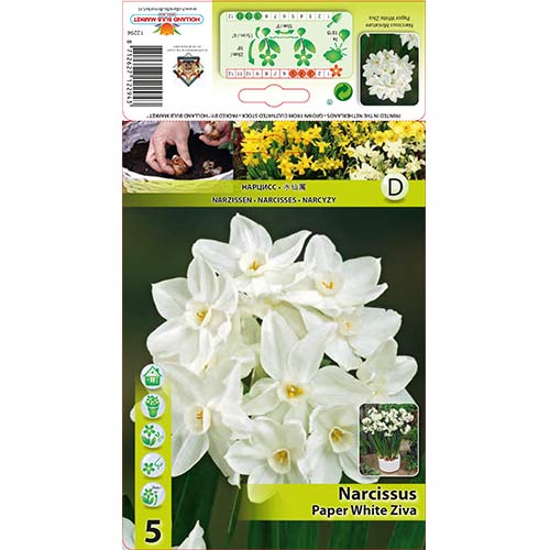 Narcis Paperwhite Ziva slika 1 članek 70284
