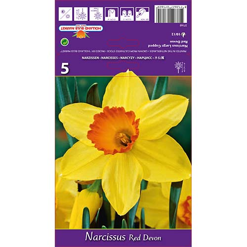 Narcisa velikocvetna Red Devon slika 1 članek 67659