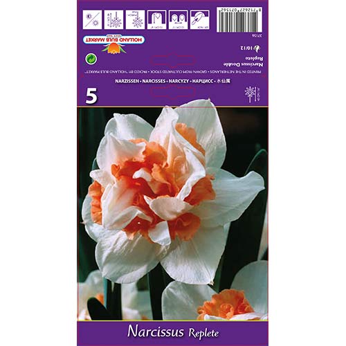 Narcisa frotirna Replit slika 1 članek 68071