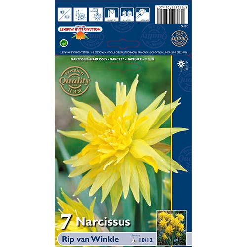 Narcisa mini Rip van Winkle slika 1 članek 67660