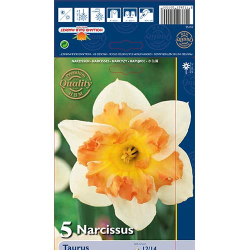 Narcis Taurus slika 1 članek 68022
