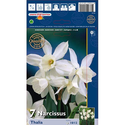 Narcis Thalia slika 1 članek 70236