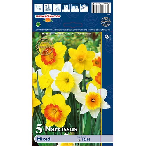 Narcise cevaste, mešanica slika 1 članek 67665