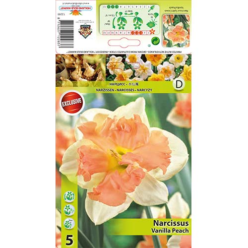 Narcisa z razcepljeno krono Vanilla Peach slika 1 članek 67437