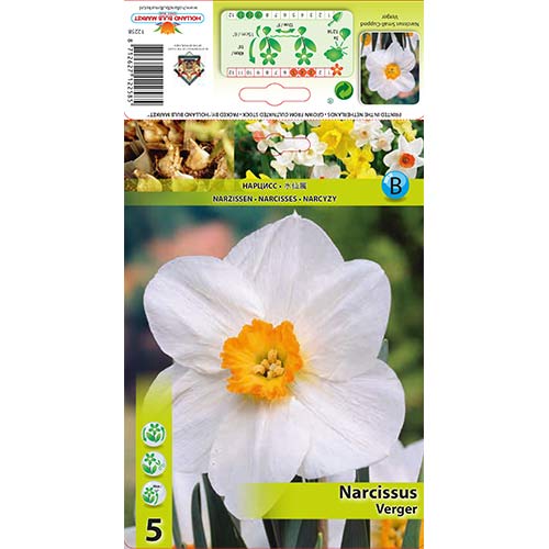 Narcis Verger slika 1 članek 70279