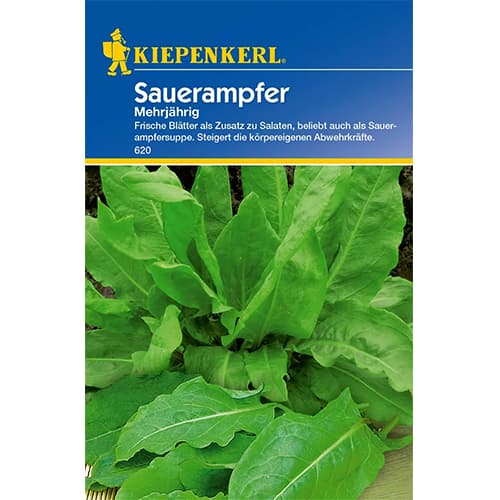 Navadna kislica trajnica slika 1 članek 77474