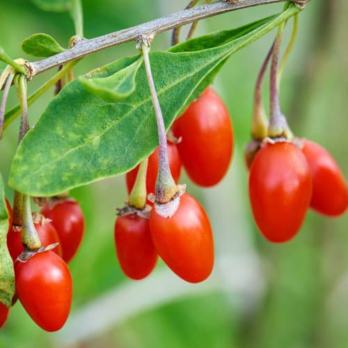 Navadna kustovnica New Big, P9 slika 1 članek 9322