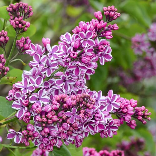 Navadna lila Sensation slika 1 članek 9095