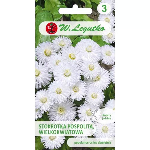 Navadna velikocvetna marjetica Ave bela slika 1 članek 50120