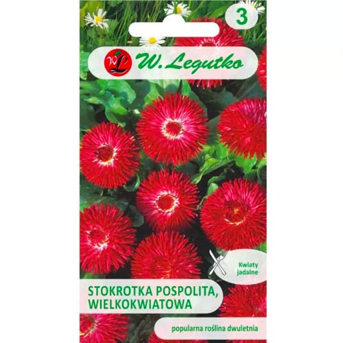 Navadna velikocvetna marjetica Gracja rdeča slika 1 članek 78616