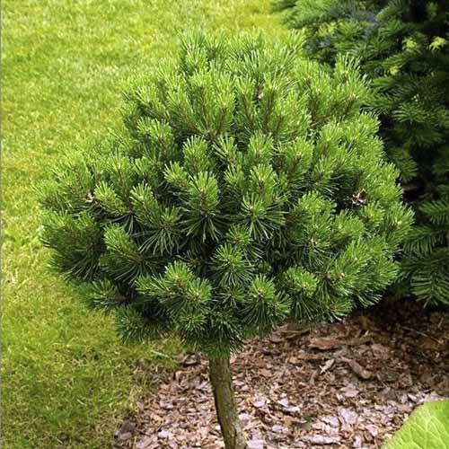 Navadni bor Treasure, C5 slika 1 članek 8260