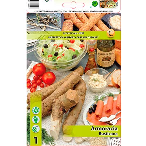 Navadni hren (Armoracia Rusticana) slika 1 članek 70503