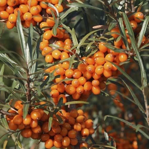 Navadni rakitovec Eva, С2 slika 1 članek 8205