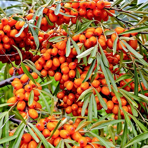 Navadni rakitovec Friesdorfer Orange, P9 slika 1 članek 5856