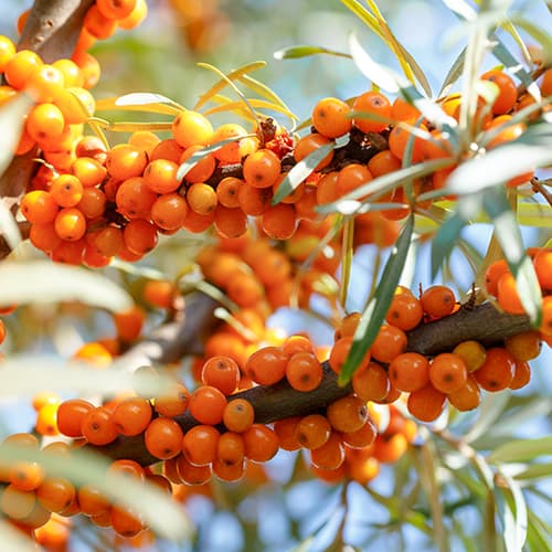 Navadni rakitovec Nivelana, P9 slika 1 članek 5857