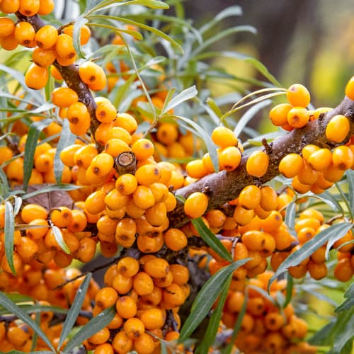 Navadni rakitovec, P9 slika 1 članek 8282