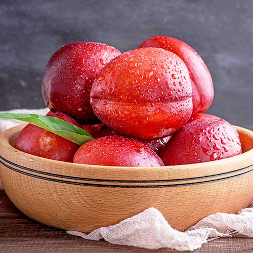 Nektarina Aeris, С2 slika 1 članek 6935