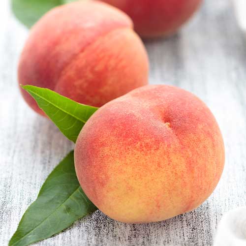 Nektarina Caramela slika 1 članek 6937