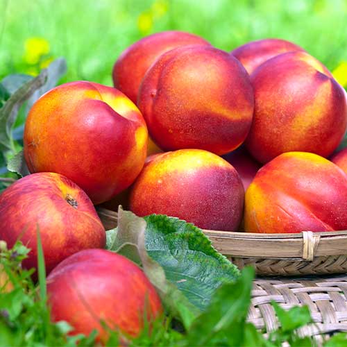 Nektarina Fire Earth, С2 slika 1 članek 4285