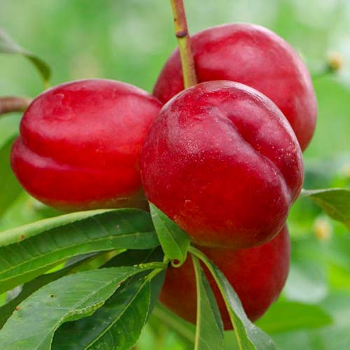 Nektarina Late Love, С2 slika 1 članek 1629