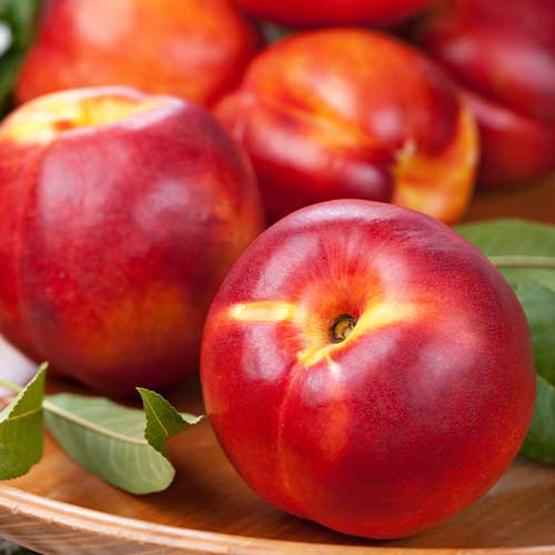 Nektarina Madego, С2 slika 1 članek 7980