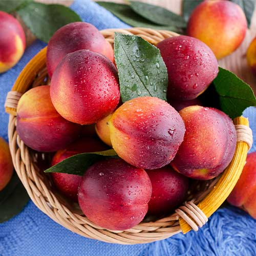 Nektarina Orion slika 1 članek 7983