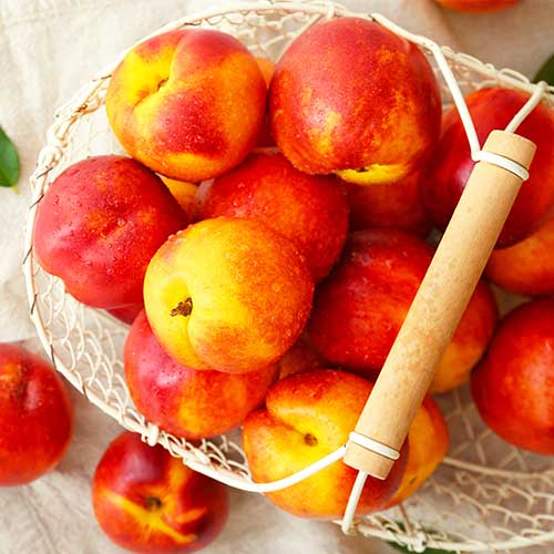 Nektarina Orlando slika 1 članek 4288