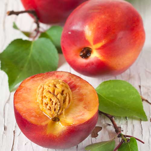 Nektarina Rafale slika 1 članek 4286