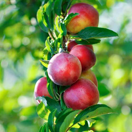 Nektarina (stebričasta) Orion slika 1 članek 2016