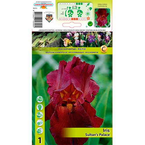 Iris germanica (nemški) Sultan’s palace slika 1 članek 76292
