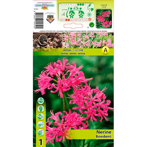 Nerine Pink slika 1 članek 76334