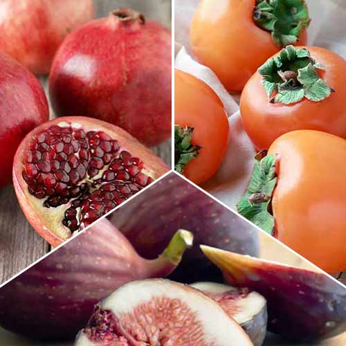 Neverjetna ponudba! Eksotična mešanica sadnih dreves, set 3 sort slika 1 članek 4878