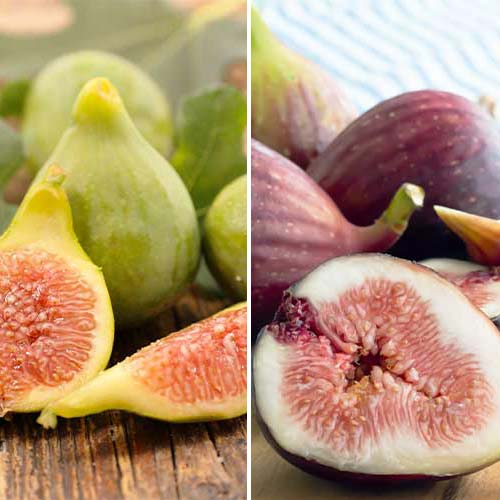 Neverjetna ponudba! Figa Duo, set 2 sort slika 1 članek 5186